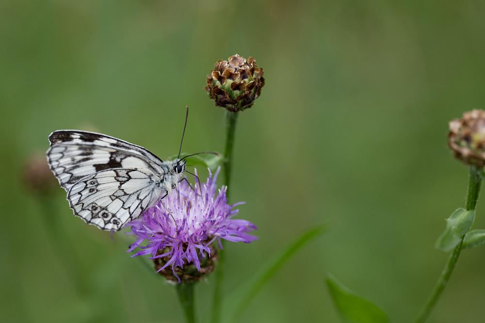 Leica APO-Macro-Elmarit-SL 100 f/2.8