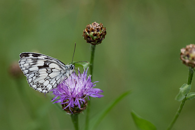 Leica APO-Macro-Elmarit-SL 100 f/2.8