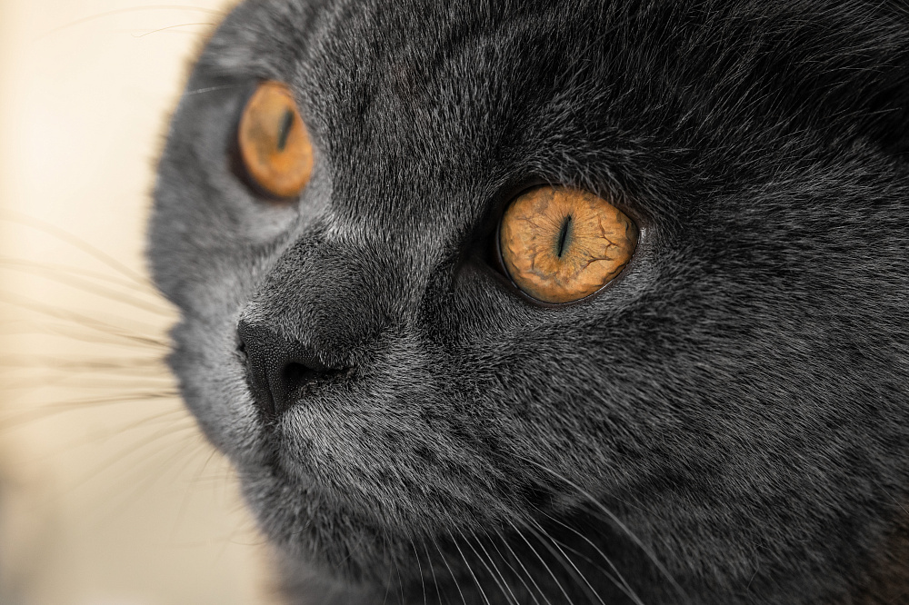 Leica APO-Macro-Elmarit-SL 100 f/2.8