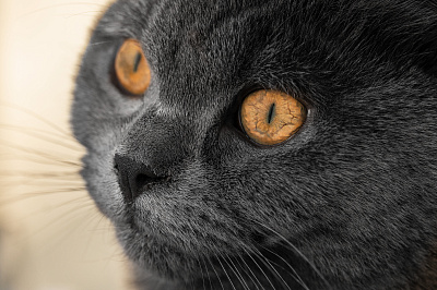 Leica APO-Macro-Elmarit-SL 100 f/2.8